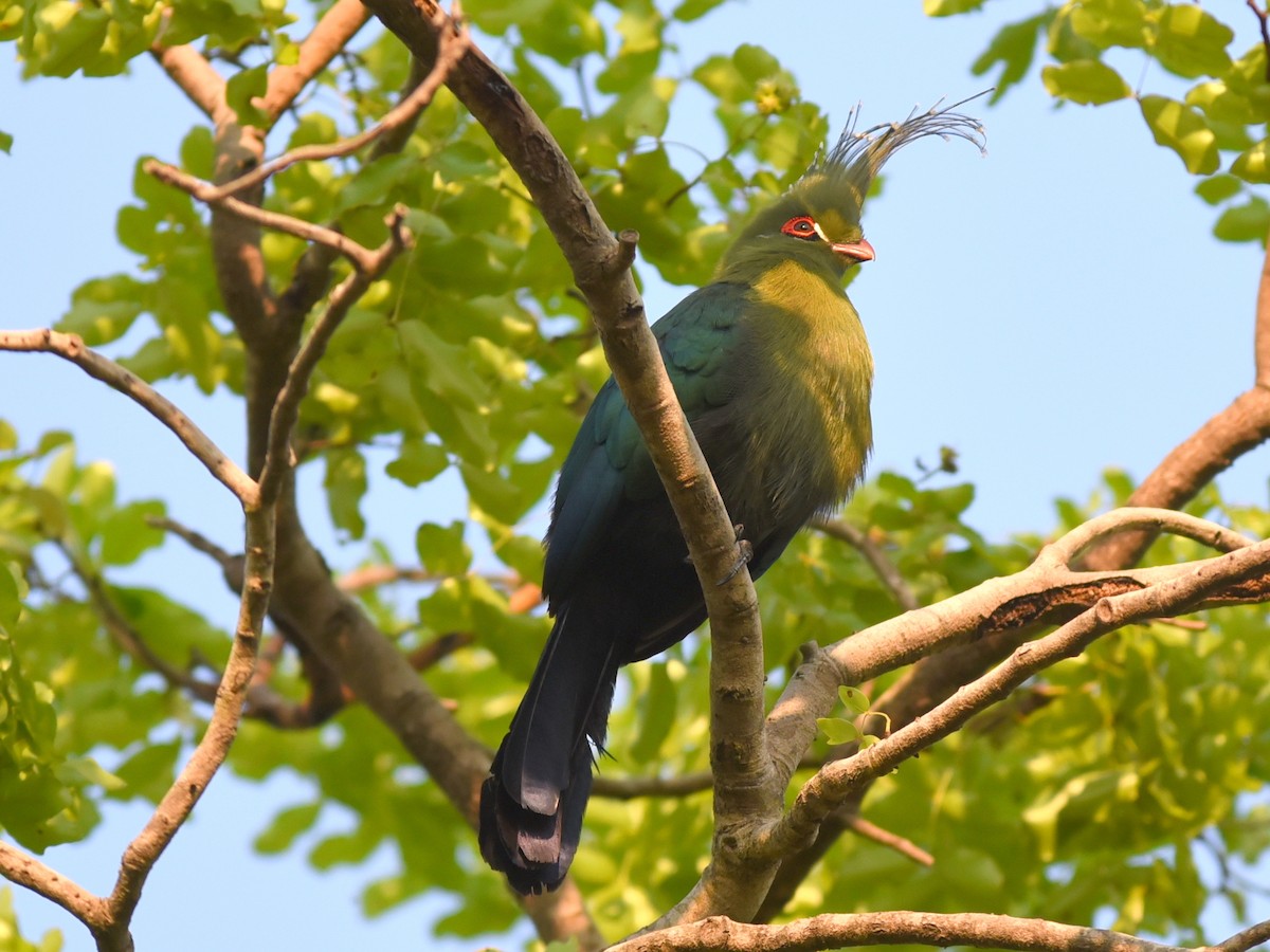 Schalow's Turaco - ML179767771