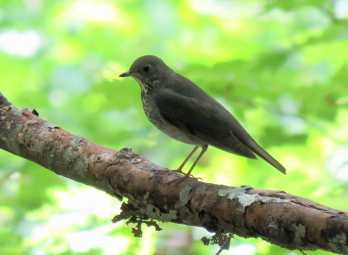 Gray-cheeked Thrush - ML179768381