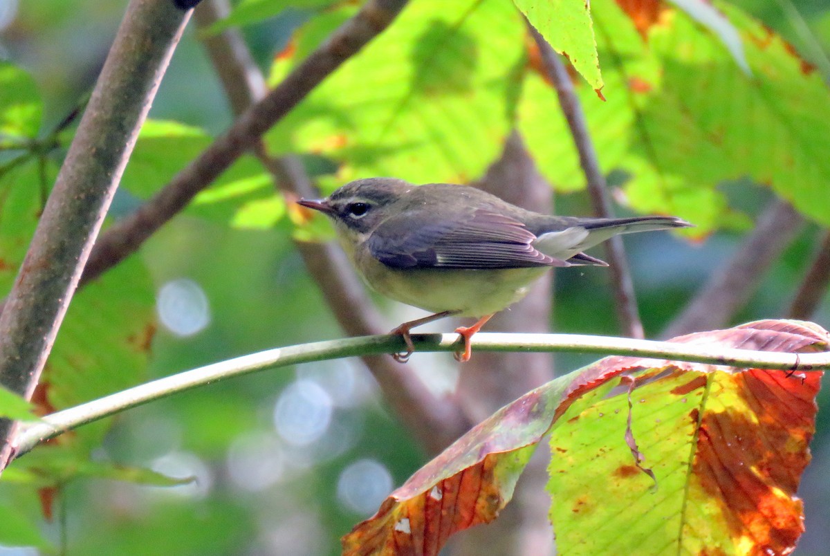 Black-throated Blue Warbler - ML179768761