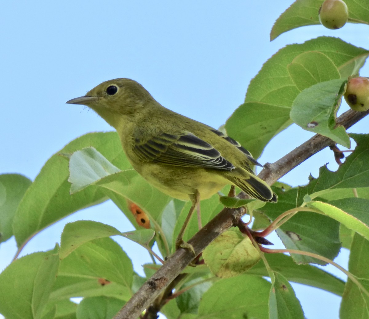 Yellow Warbler (Northern) - ML179770271