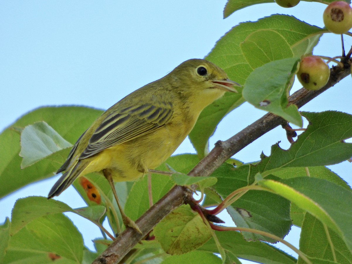 Yellow Warbler (Northern) - ML179770421