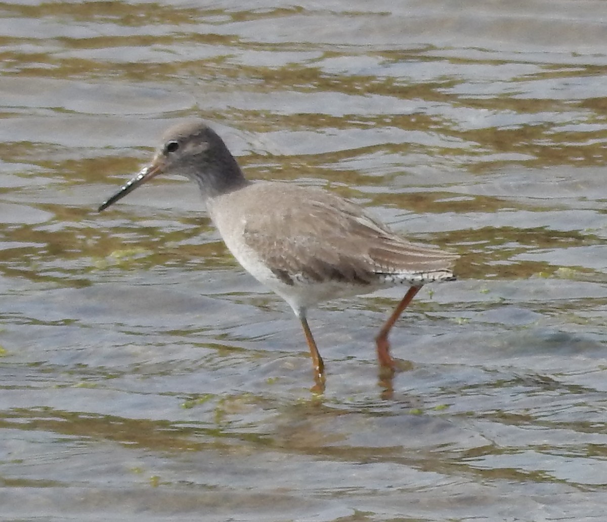 Common Greenshank - ML179770471