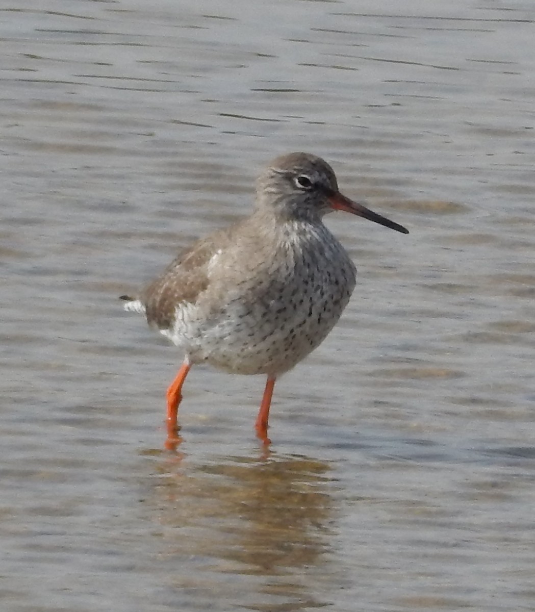 Common Redshank - ML179770571