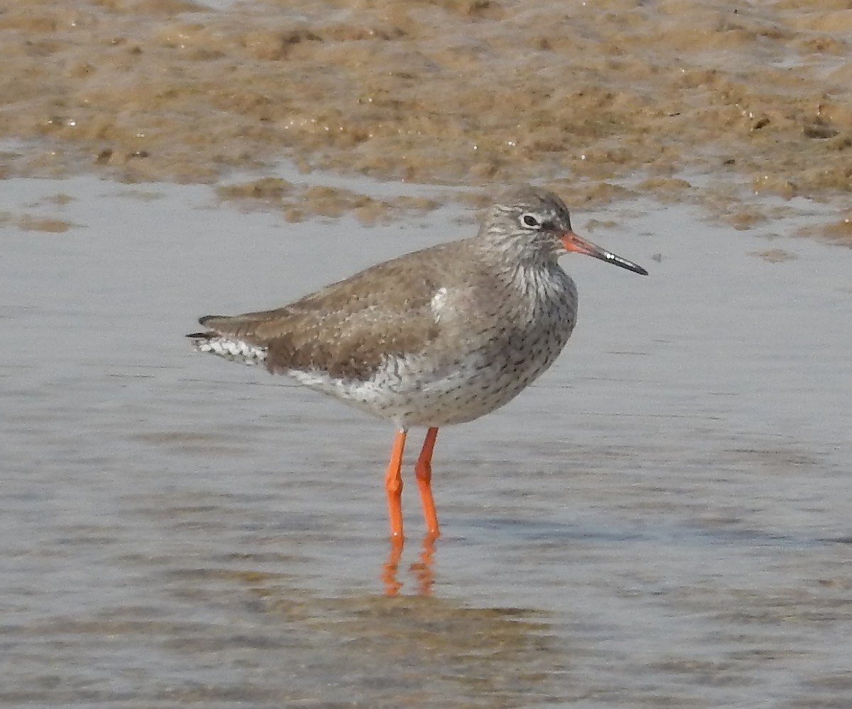 Common Redshank - ML179770581