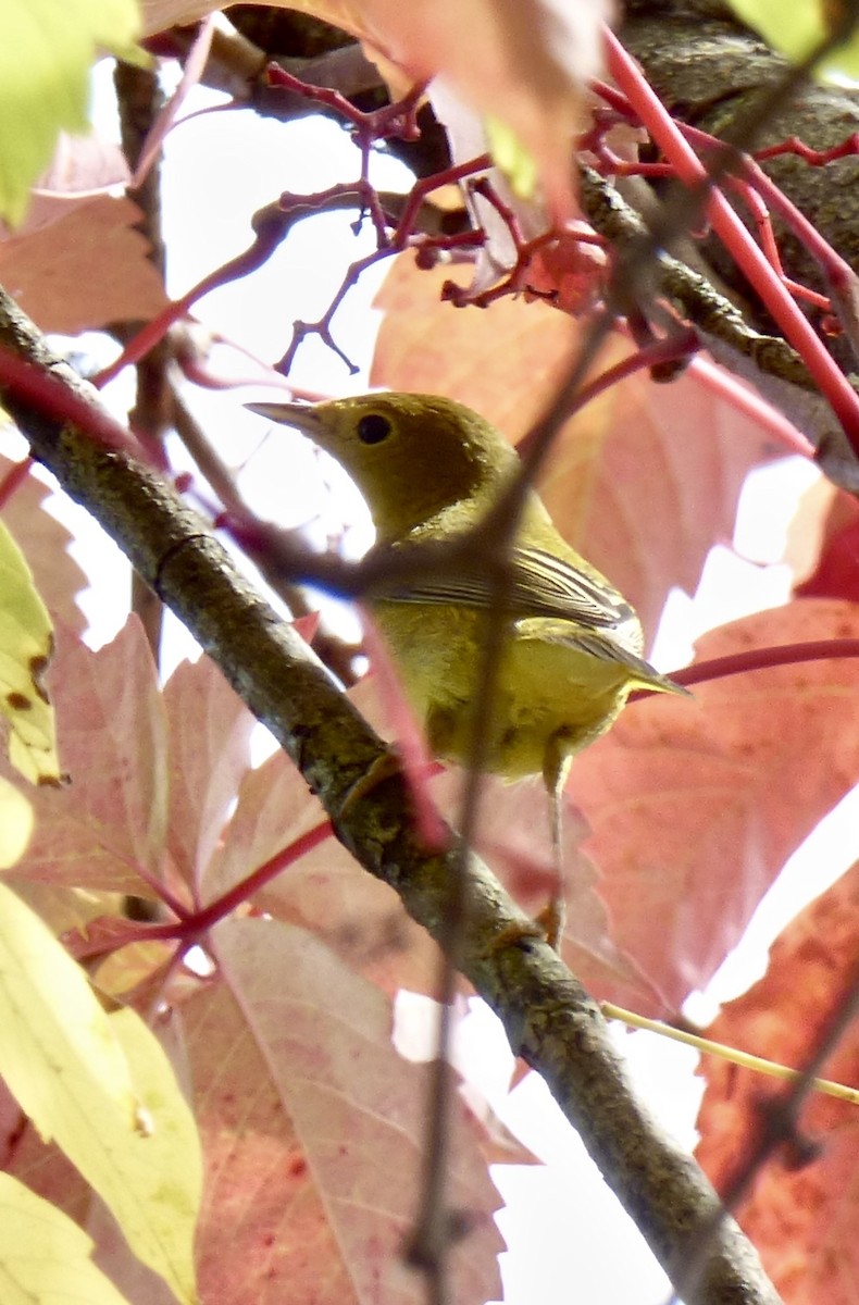 Yellow Warbler (Northern) - ML179770631