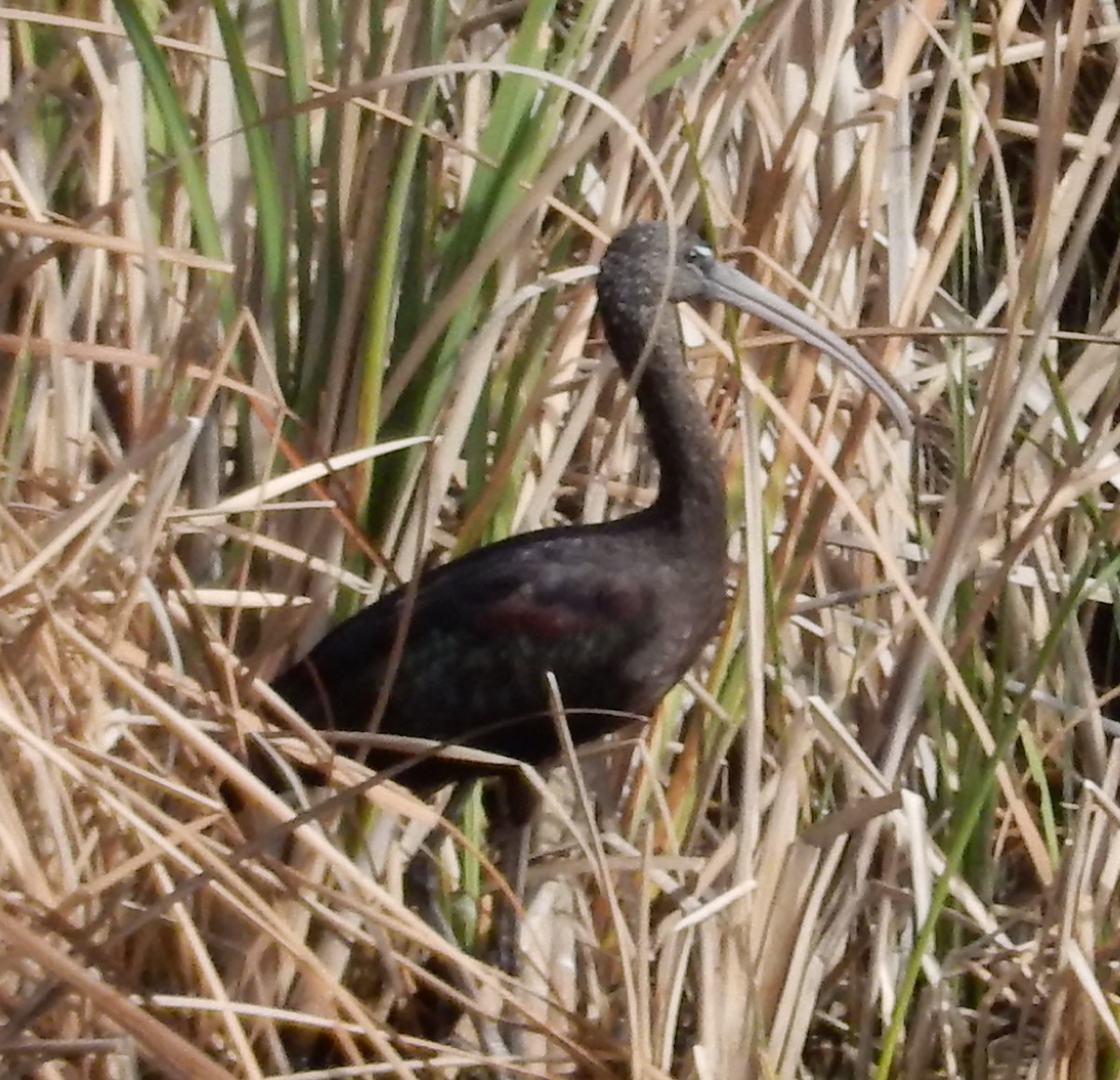 Glossy Ibis - ML179770781