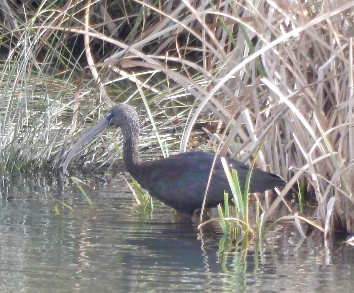 Glossy Ibis - ML179770801