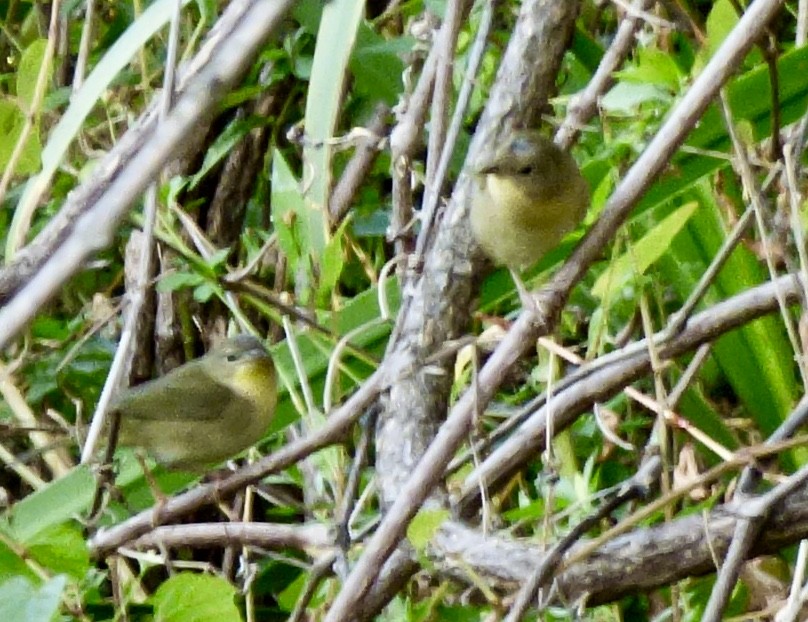 Common Yellowthroat - ML179770811