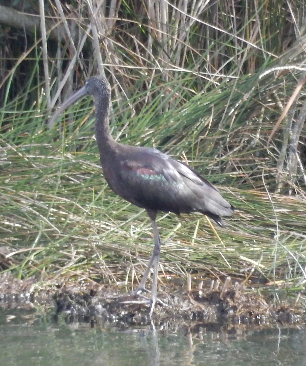 Glossy Ibis - ML179770831