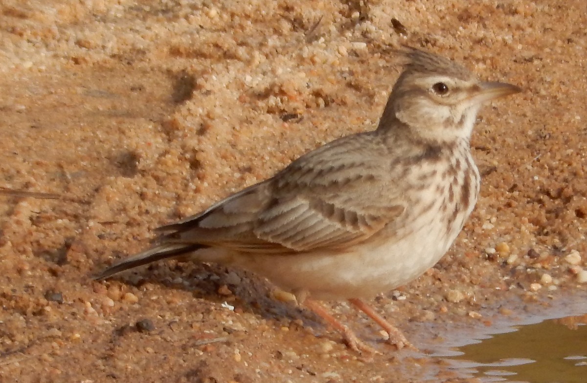 Crested Lark - ML179770891