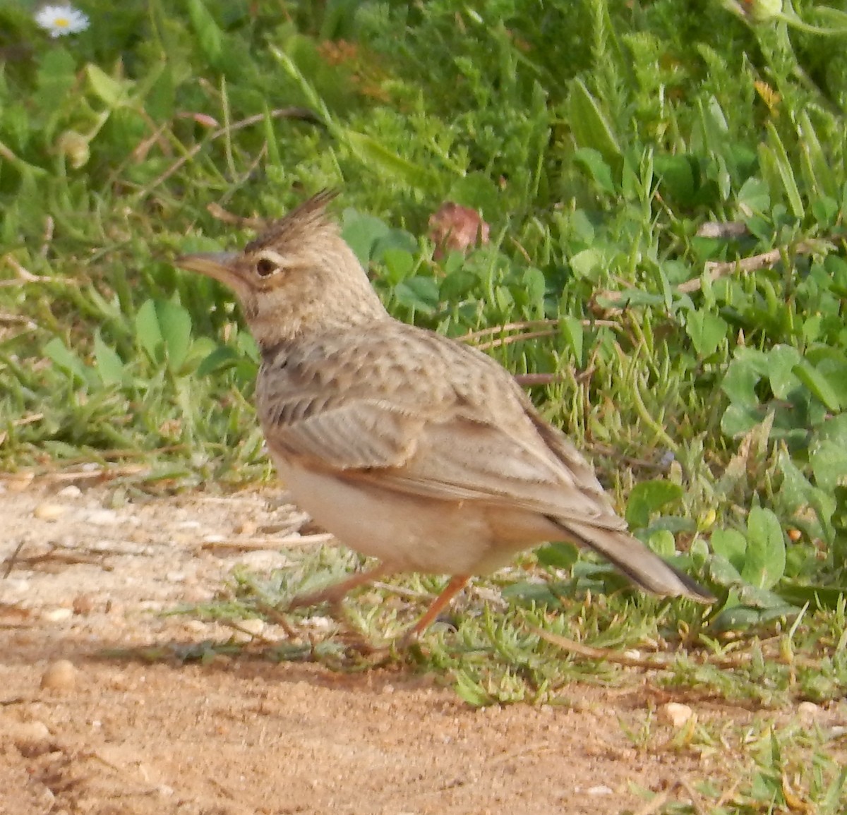 Crested Lark - ML179770931