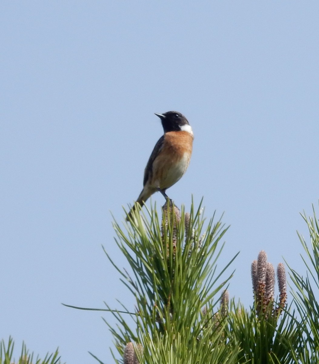 European Stonechat - ML179770981