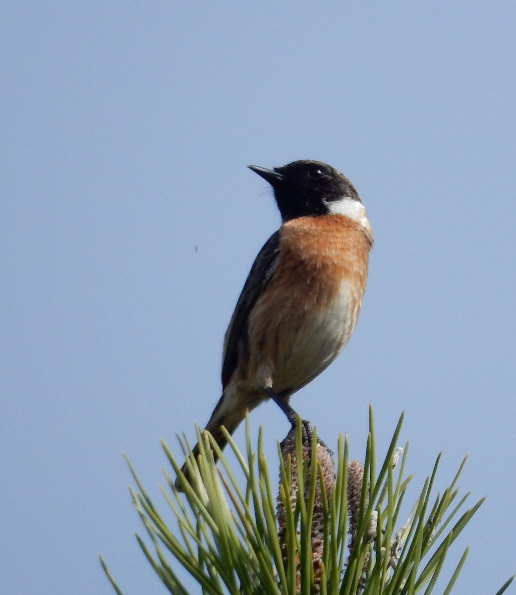 European Stonechat - ML179770991