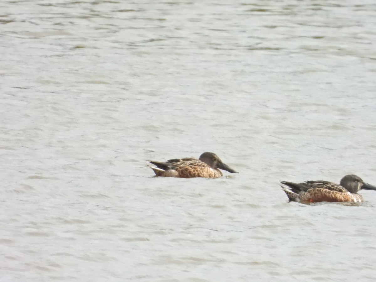 Широконоска - ML179771021