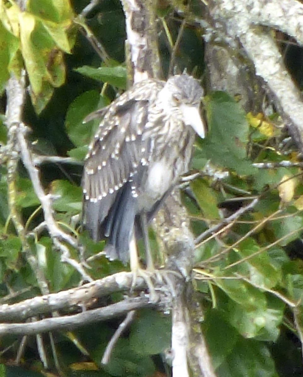 Yellow-crowned Night Heron (Yellow-crowned) - ML179771081