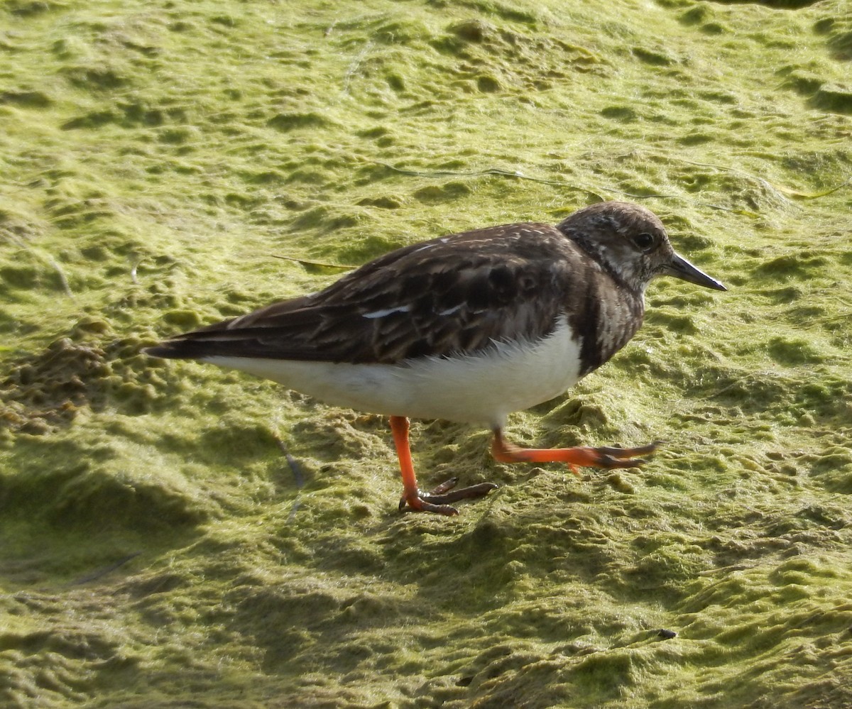 Ruddy Turnstone - ML179771441