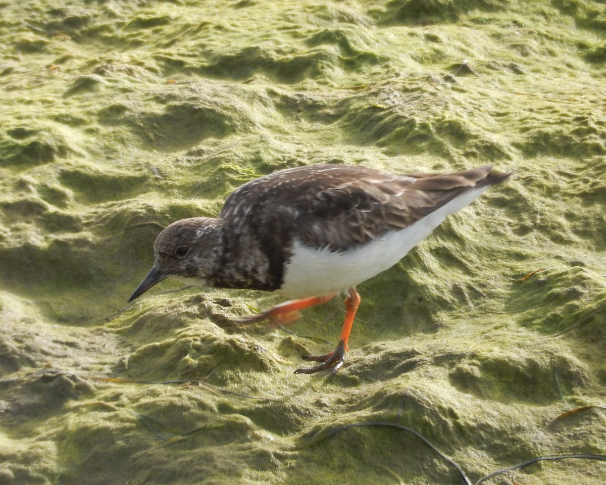 Ruddy Turnstone - ML179771461