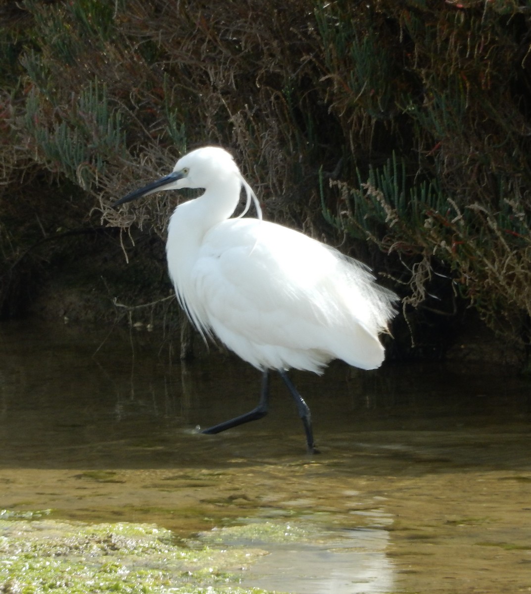 Little Egret - John Licharson