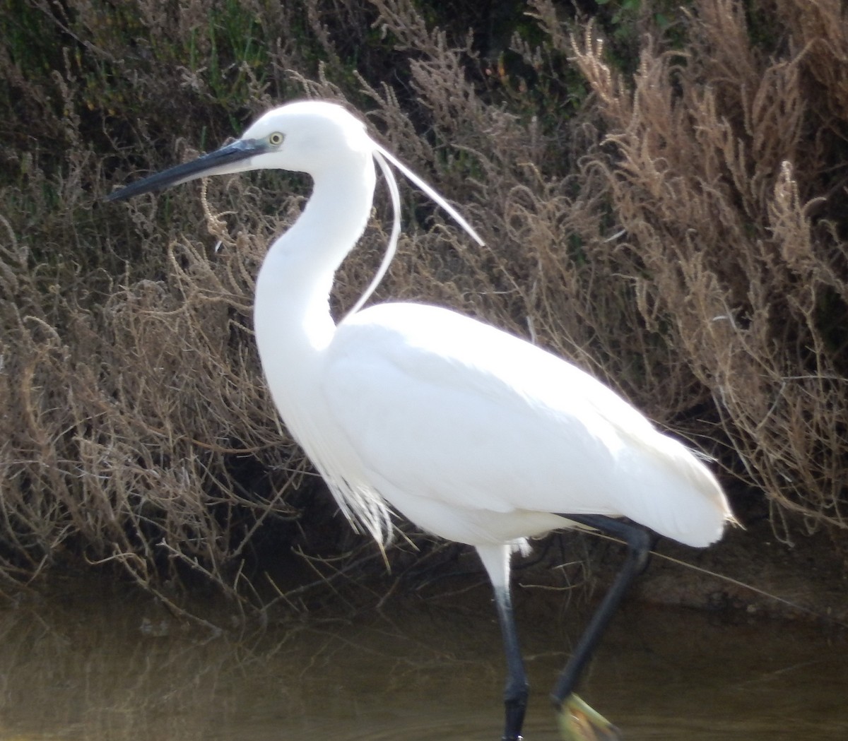 Little Egret - ML179771561