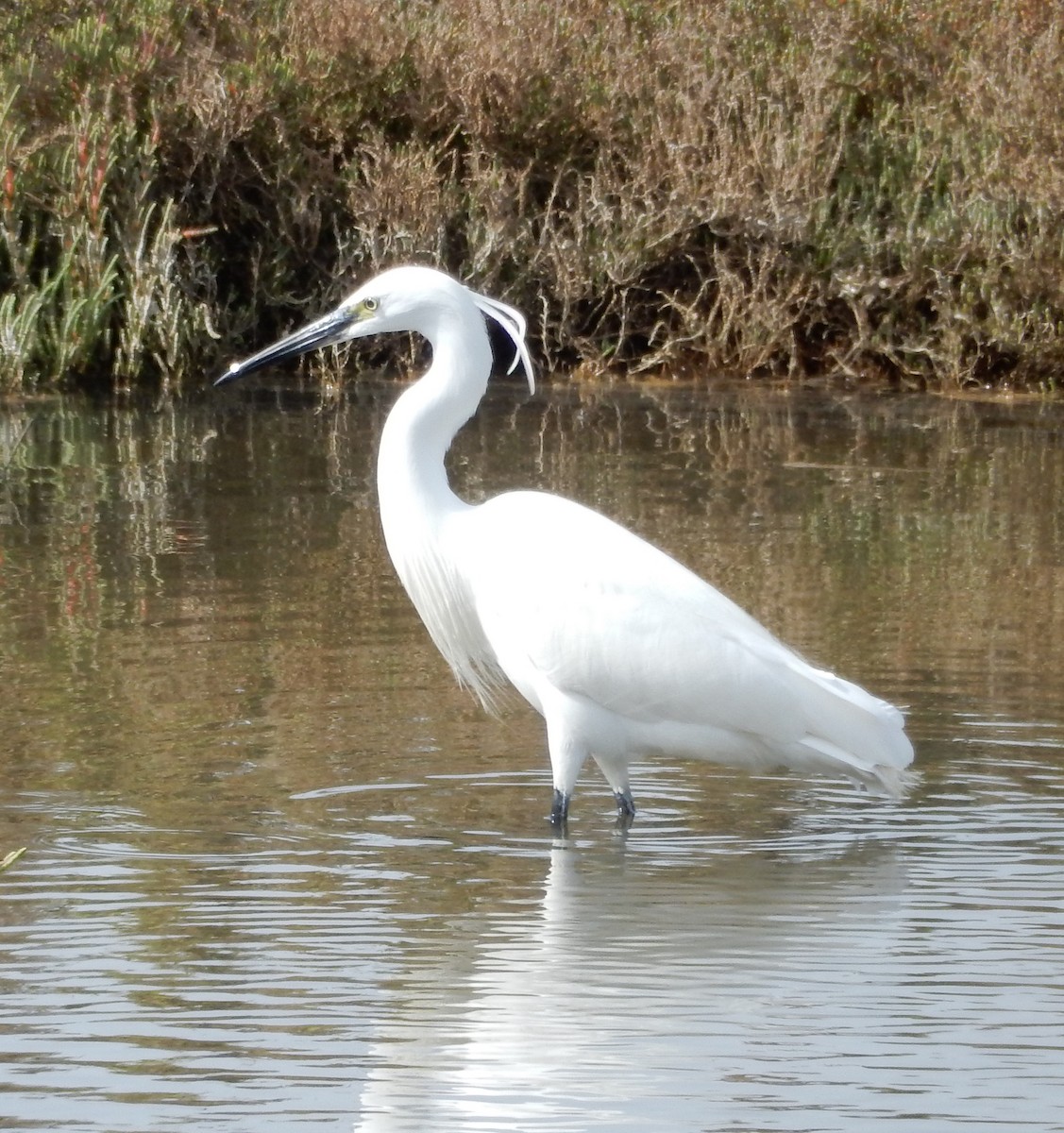 Little Egret - ML179771591