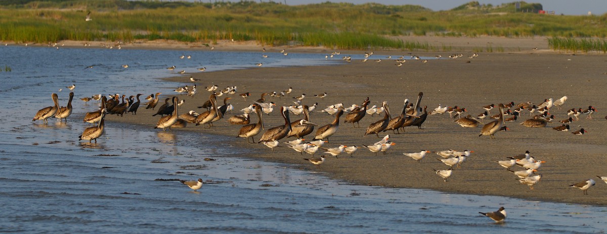 Brown Pelican - ML179771951