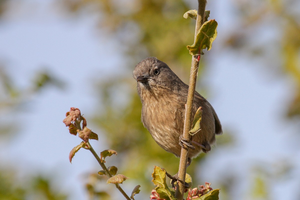 Wrentit - Tommy Pedersen