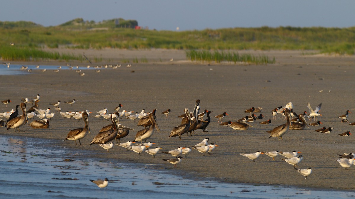 Brown Pelican - ML179772321