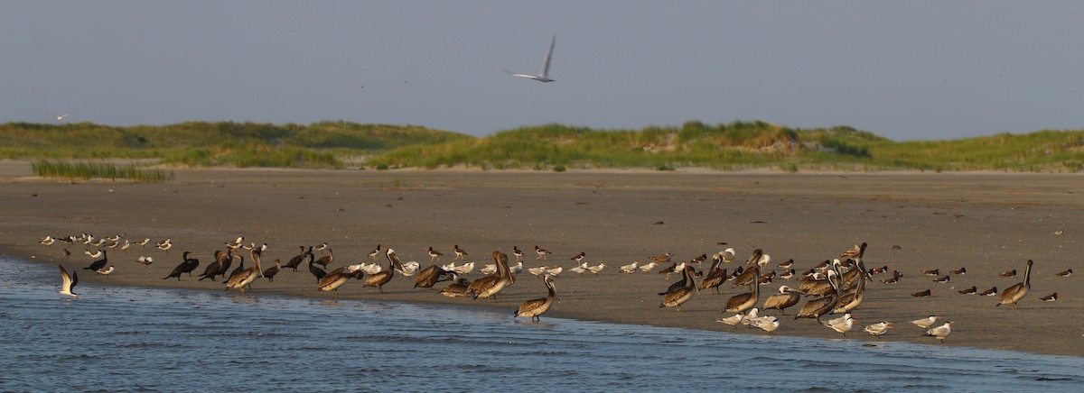 Brown Pelican - ML179772331