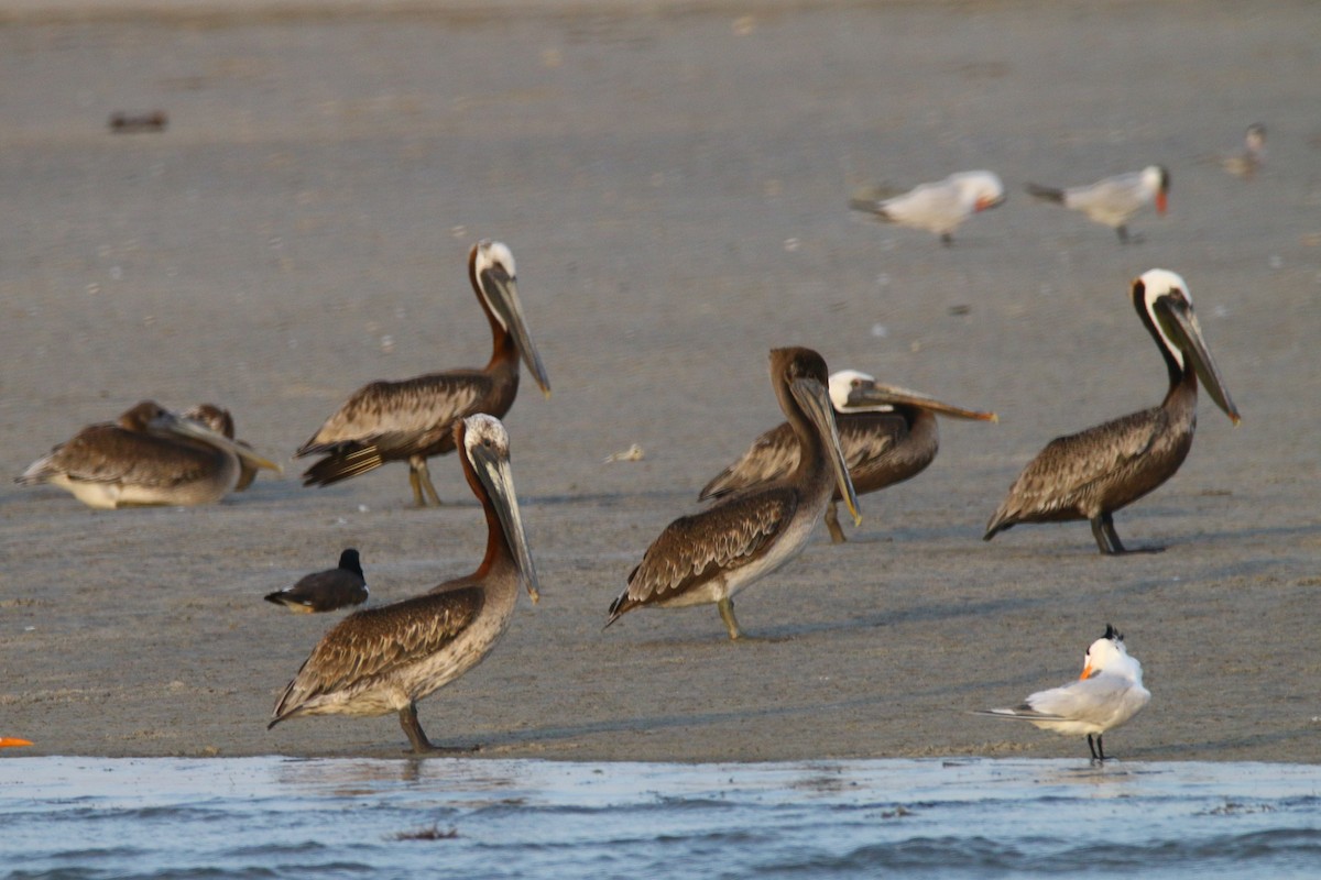 Brown Pelican - ML179772381