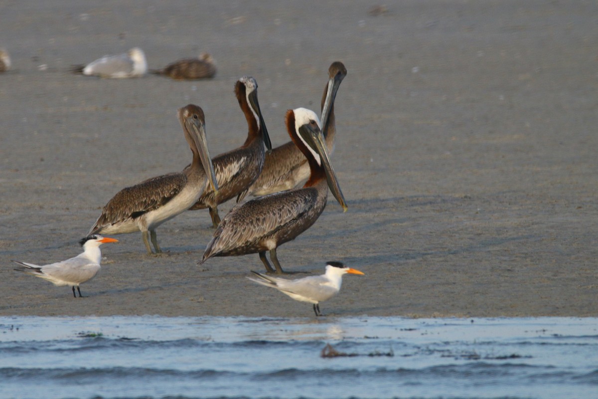 Brown Pelican - ML179772411