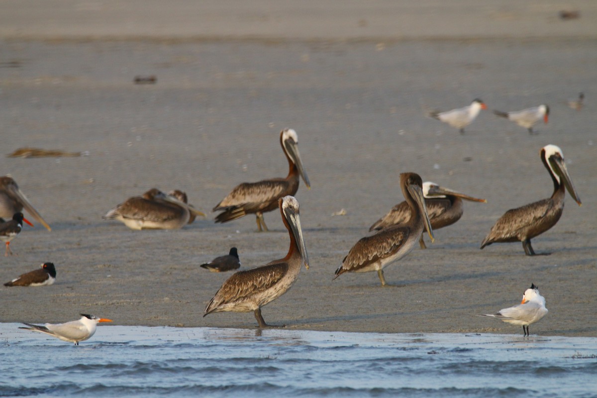 Brown Pelican - ML179772471