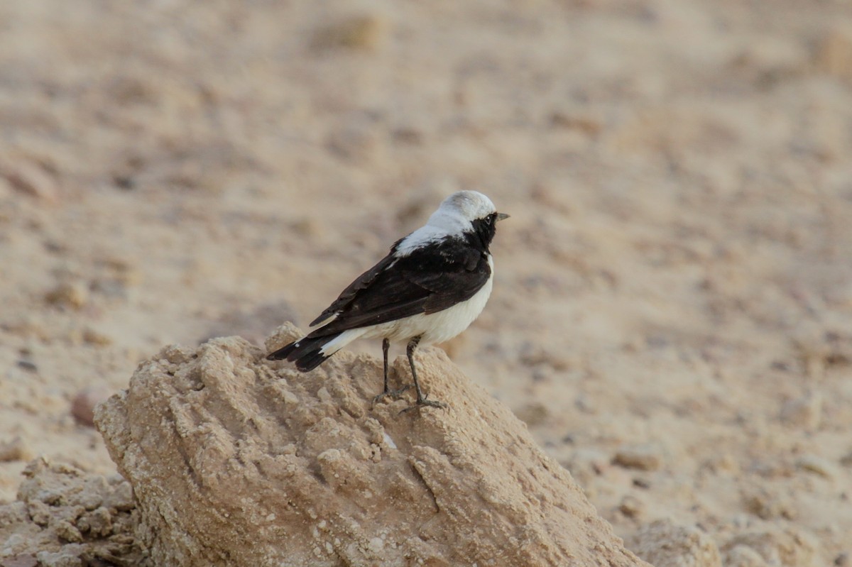 Eastern Black-eared/Pied Wheatear - Tommy Pedersen