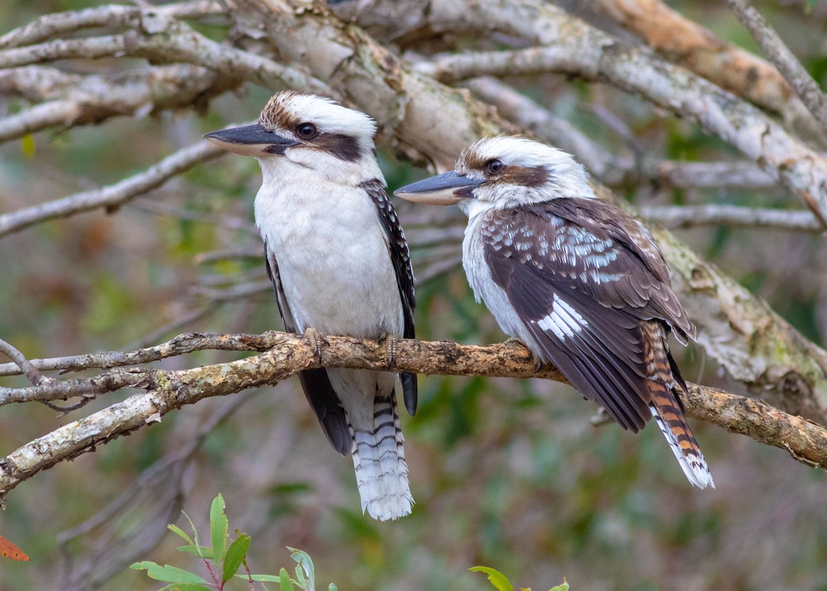 Laughing Kookaburra - Stephen Murray