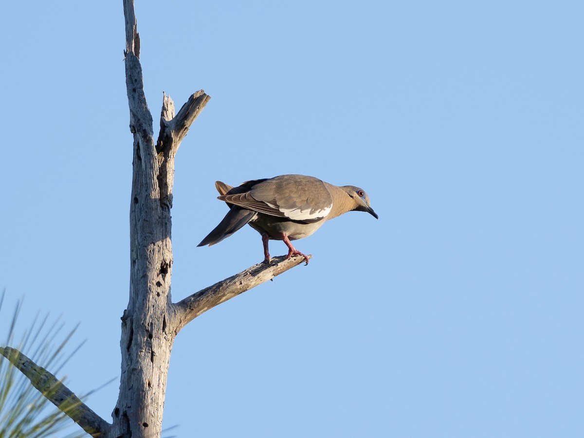 White-winged Dove - ML179775021