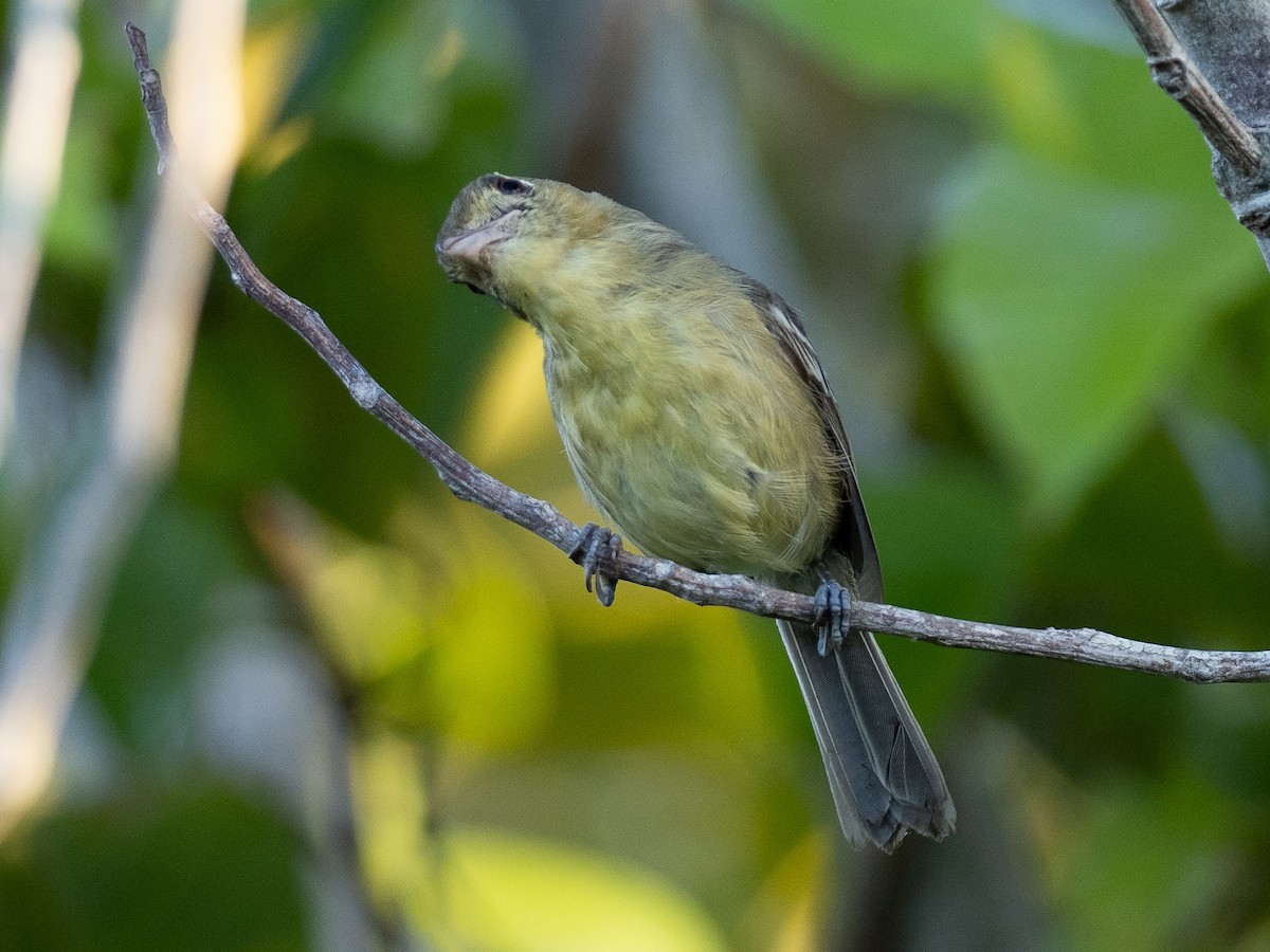 Cuban Vireo - Steven Hunter