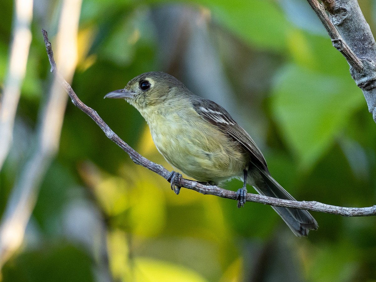 Cuban Vireo - ML179775081