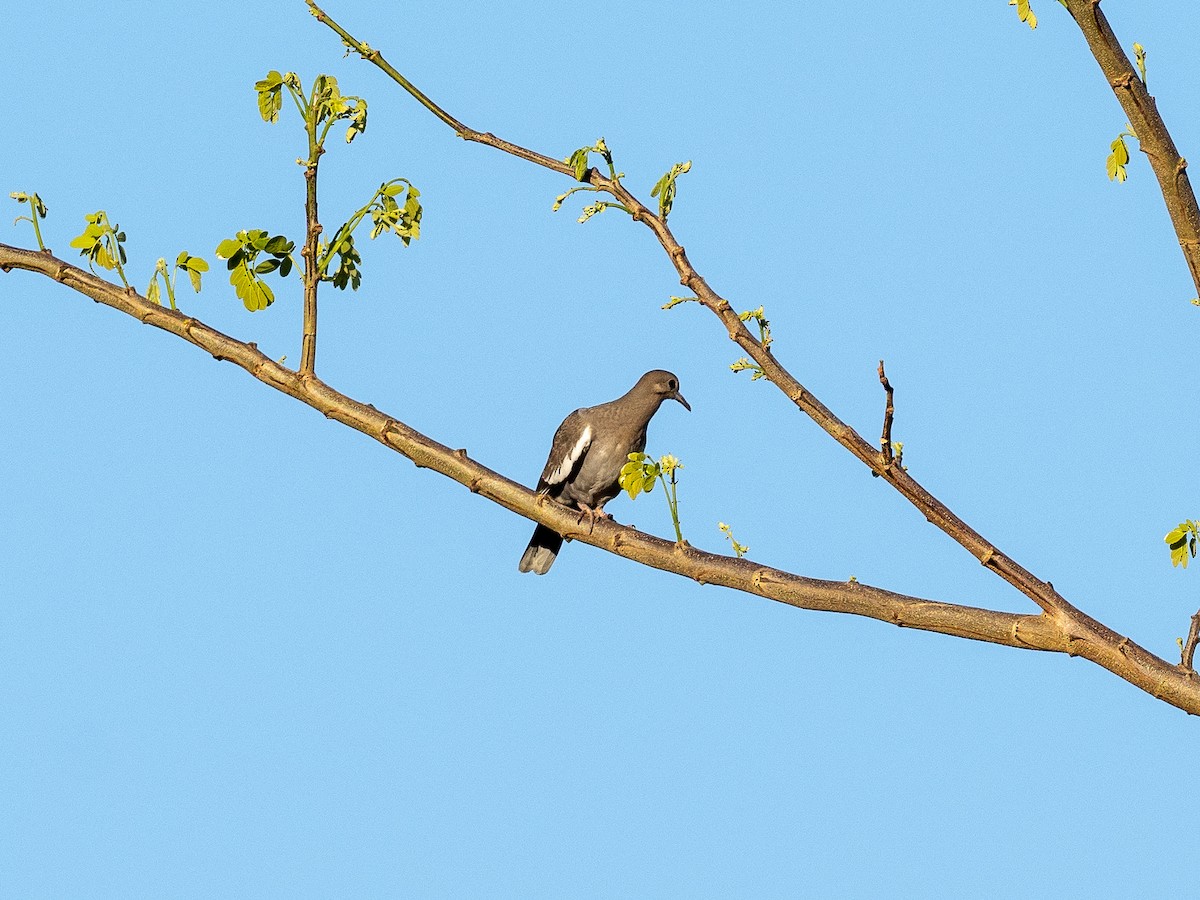 White-winged Dove - Steven Hunter