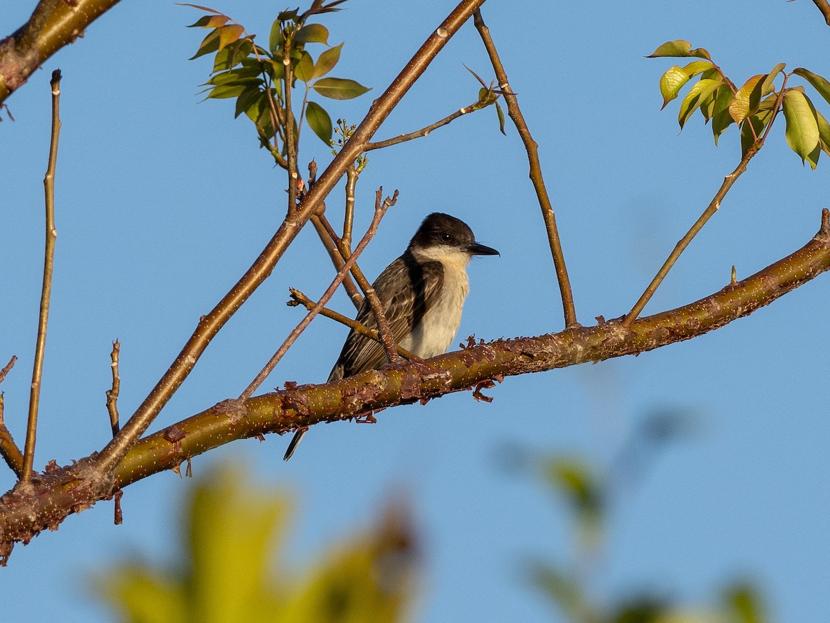 Tyran tête-police (groupe caudifasciatus) - ML179775221