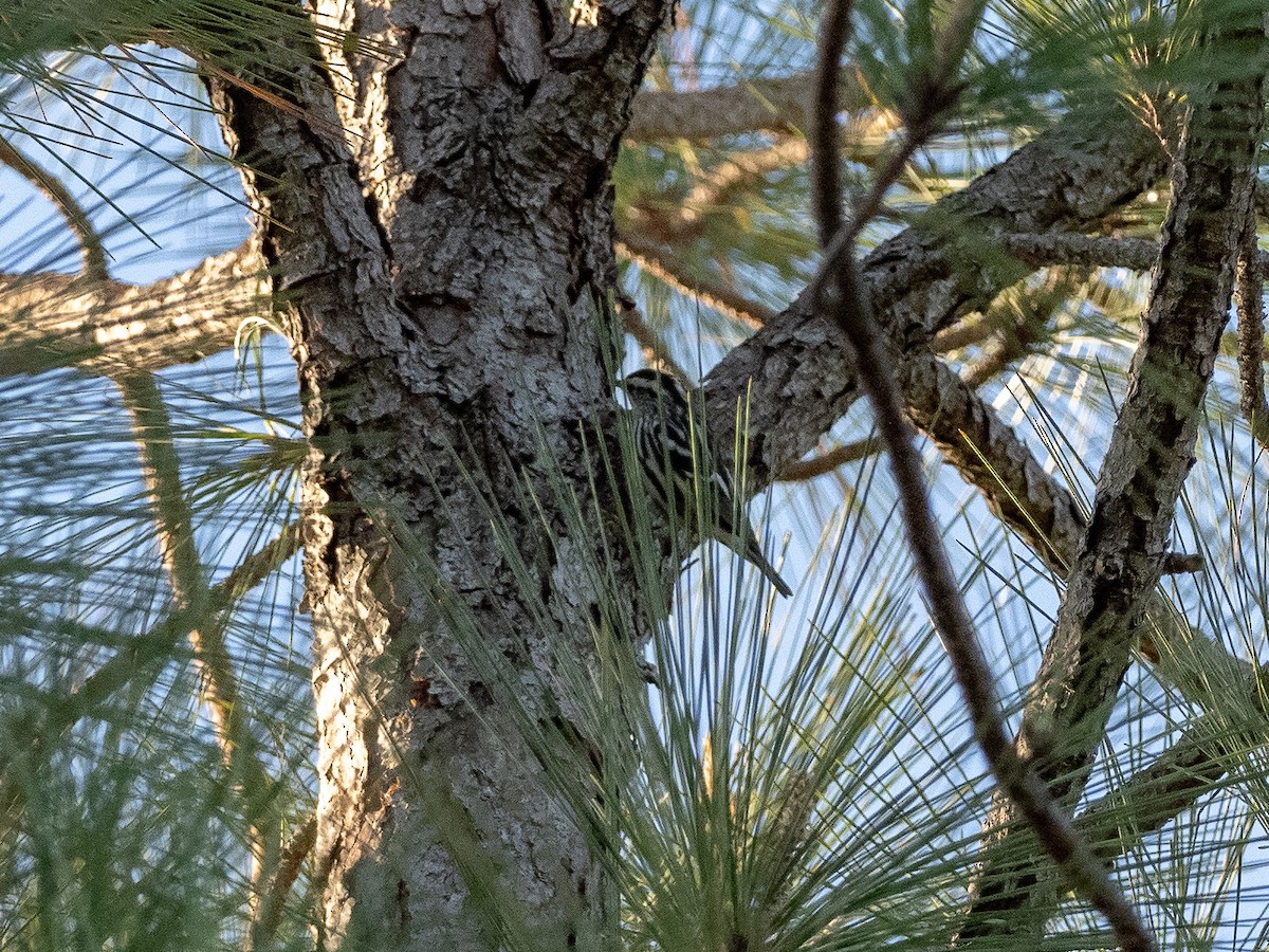 Black-and-white Warbler - ML179775341