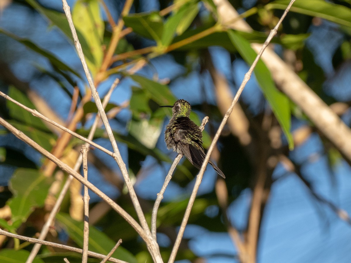 kolibřík kubánský - ML179775511