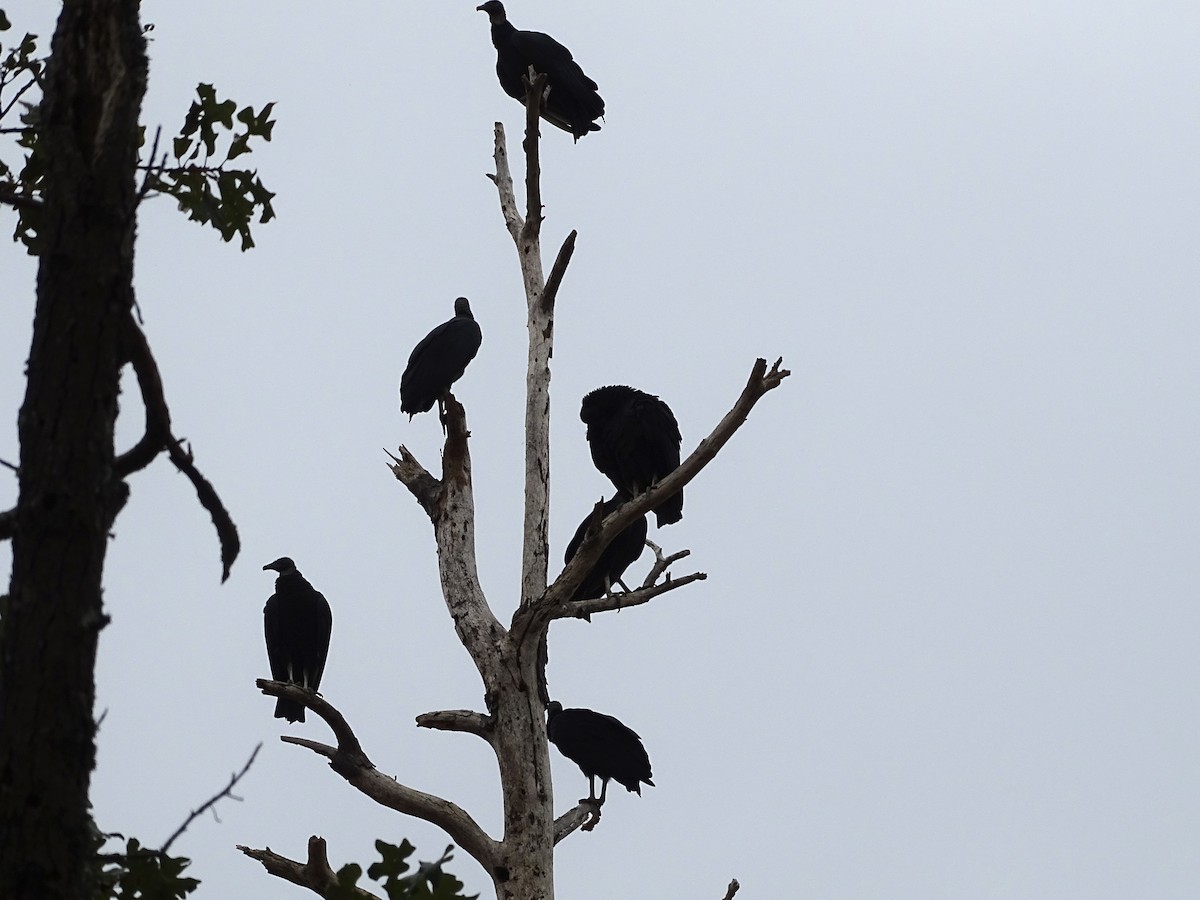 Black Vulture - ML179775721