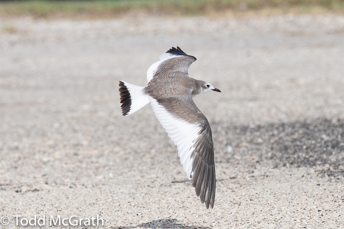 Sabine's Gull - Todd McGrath