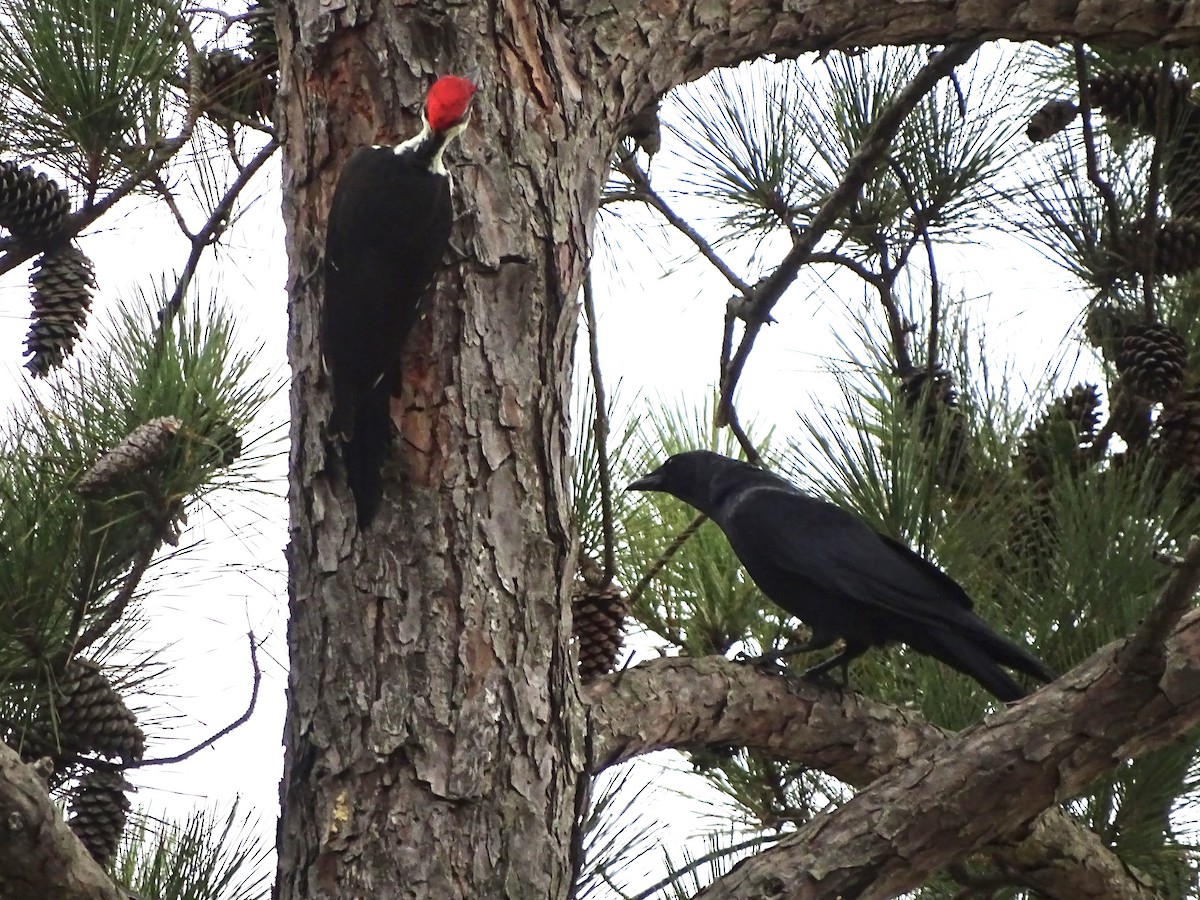 Fish Crow - ML179777171