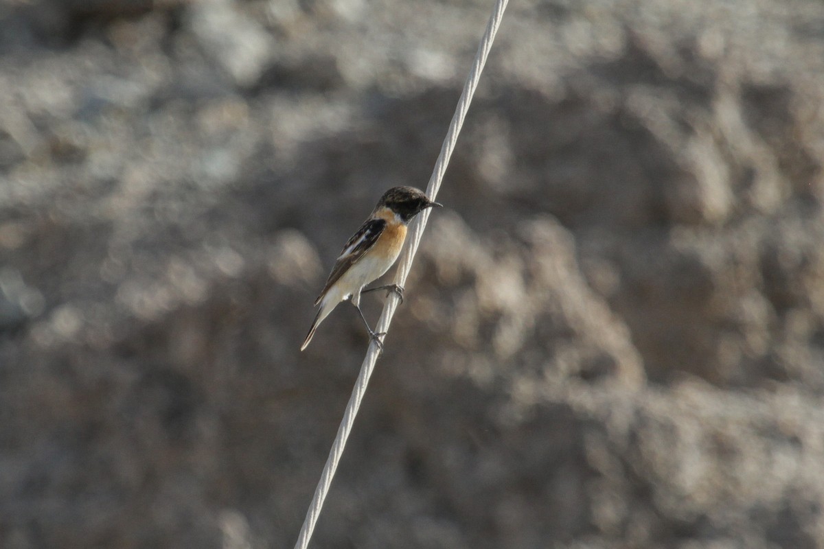 Siberian Stonechat (Caspian) - ML179778891