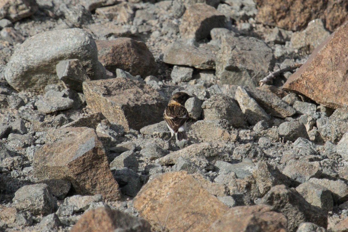 Сибирский черноголовый чекан (hemprichii) - ML179779011
