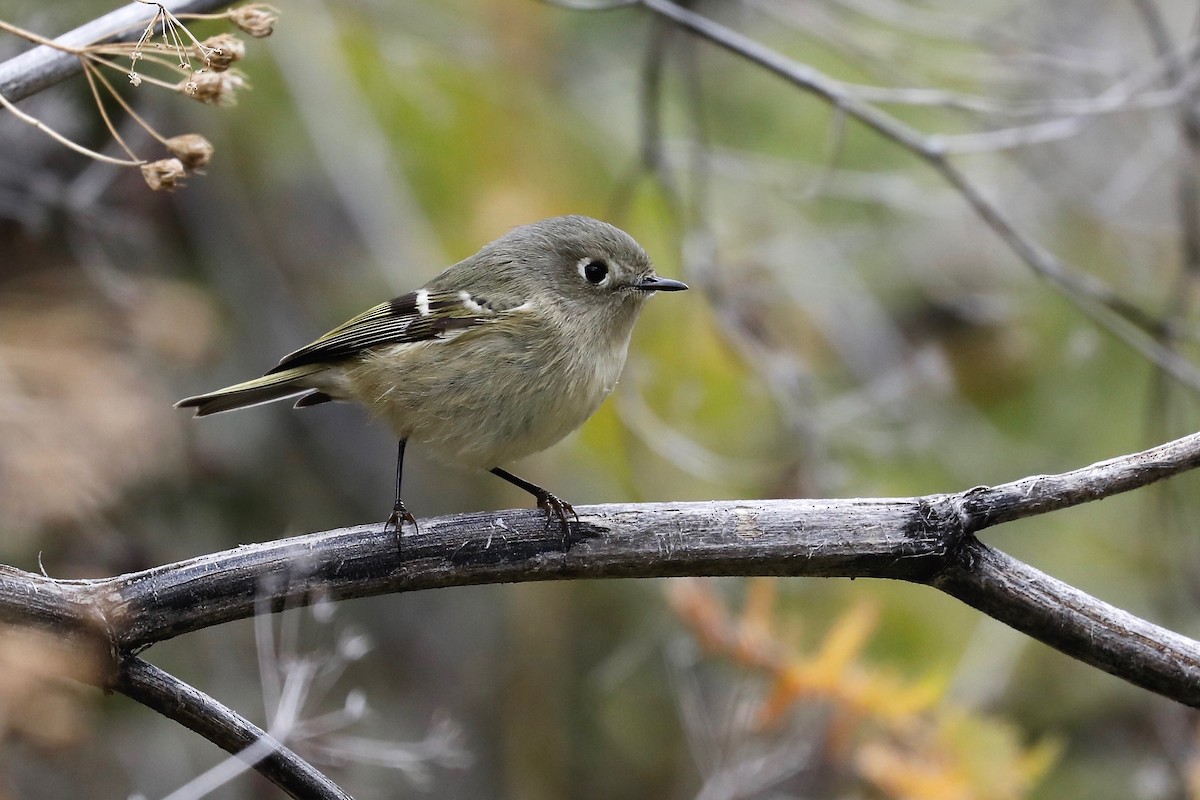 Ruby-crowned Kinglet - Jim Parrish