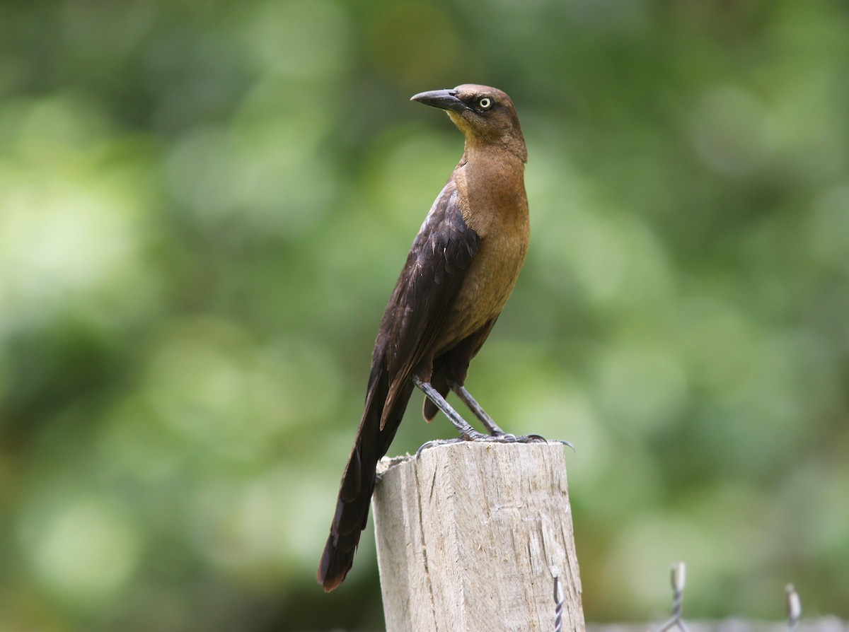 Great-tailed Grackle (Great-tailed) - ML179781731