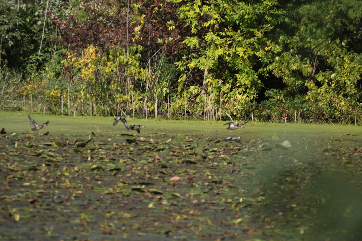 Blue-winged Teal - ML179781851