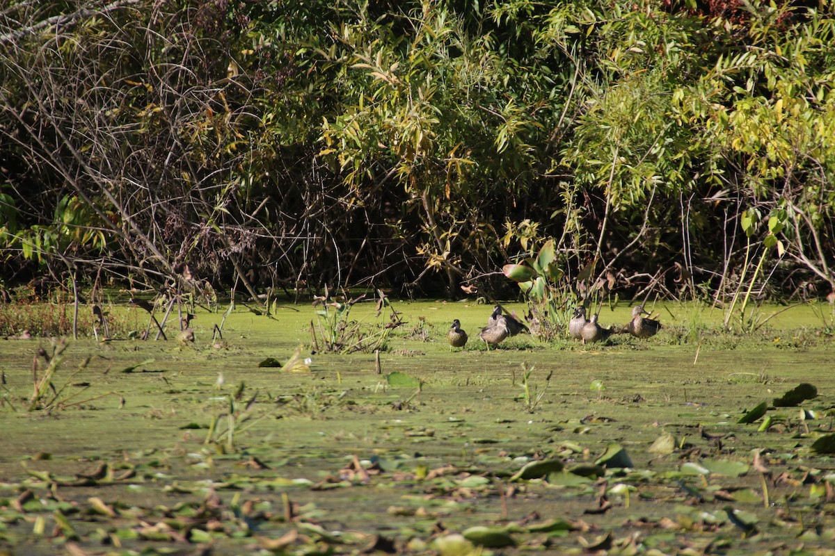 Blue-winged Teal - ML179781891