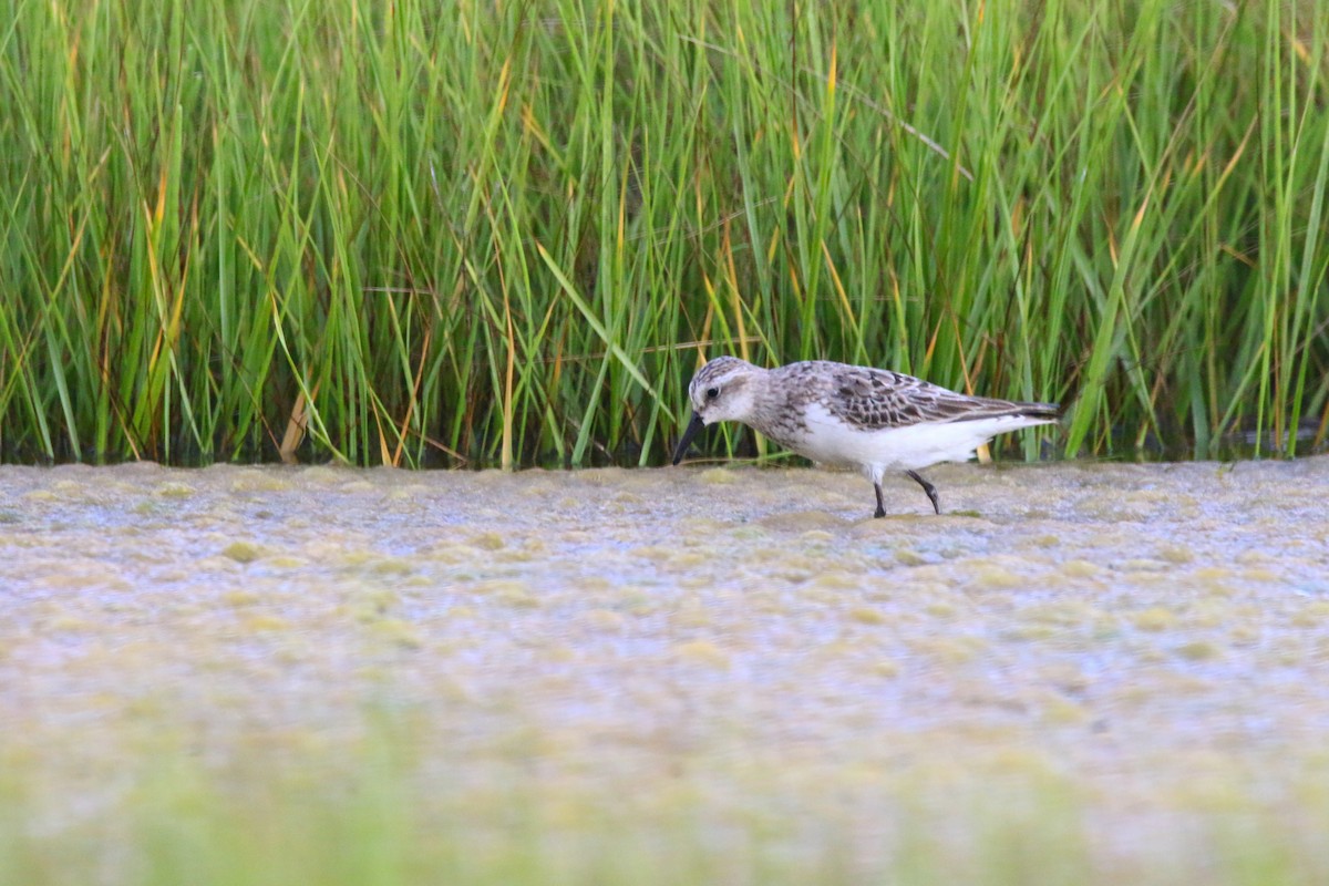 Semipalmated Sandpiper - Devin Griffiths